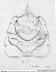 Historische Skizze/Zeichnung von Gastrosacus levocardiacus (Robins, Feldmann & Schweitzer, 2013) (NHMW-AFW-GEO-BACHMAYER-FOTO-1990-0041-0298)